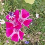 Clarkia amoena Flor