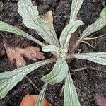 Crepis mollis Habitus