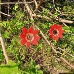 Anemone coronariaफूल