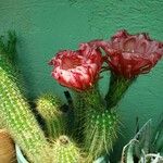 Echinopsis huascha Flor
