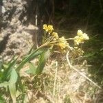 Bupleurum ranunculoides Fleur