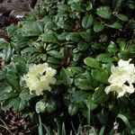 Rhododendron aureum Leaf