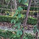 Holboellia coriacea 葉