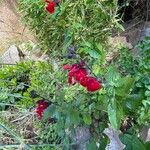 Salvia microphylla Cvet