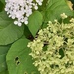 Hydrangea arborescens Flower