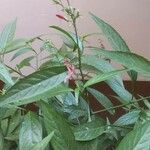 Dianthera secunda Flor