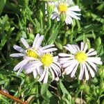 Symphyotrichum subulatumFlower