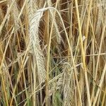 Secale cereale Lorea