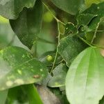 Celtis prantlii Fruto