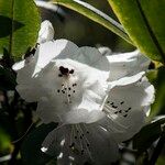 Rhododendron pachytrichum Λουλούδι