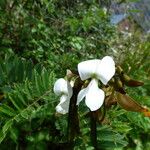 Tephrosia candida Flower