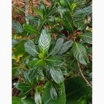 Chassalia gaertneroides Hoja