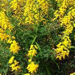 Cytisus nigricans Habit