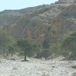 Prosopis cineraria Fuelha