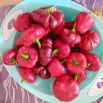 Capsicum chinense Hoja