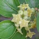 Ziziphus spina-christi Flor