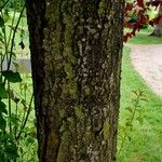 Prunus cerasifera Bark