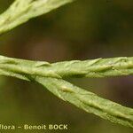 Lycopodium × zeilleri ᱪᱷᱟᱹᱞᱤ