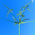 Cyperus imbricatus Flower