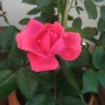 Rosa spp. Fiore