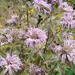 Monarda fistulosaЦветок