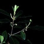 Pittosporum tenuifolium 果實