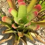 Aechmea nudicaulis Leaf