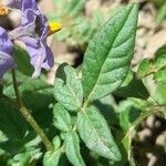 Solanum neorossii