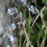 Myosotis minutiflora Libunga