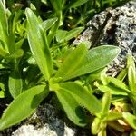 Dianthus alpinus Övriga