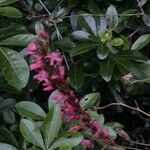 Bistorta amplexicaulis Floare