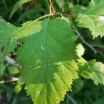 Crataegus submollis Leaf