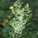 Agrostis gigantea Hoja