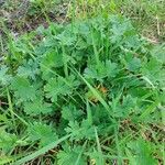 Geranium aculeolatum Leaf