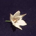 Triteleia peduncularis Flor