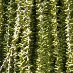 Caryota urens Froito