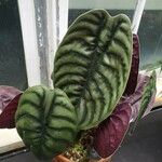 Alocasia cuprea