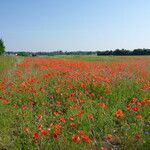 Papaver rhoeas عادت