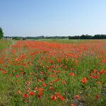 Papaver rhoeas 整株植物