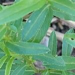 Tagetes lucida Leaf