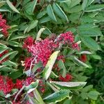 Sorbus americana Vaisius