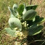 Asclepias latifolia ᱛᱟᱦᱮᱸ