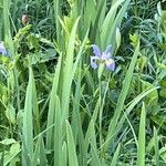 Iris virginica Õis