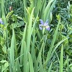 Iris virginica Цветок