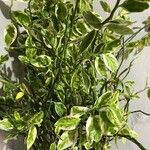 Euphorbia tithymaloides Blad