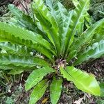 Asplenium australasicum ഇല