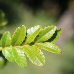 Weinmannia tinctoria Leaf