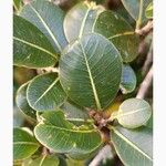 Sideroxylon borbonicum Yaprak