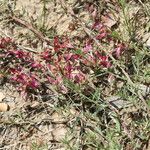 Krameria lanceolata Habit