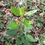 Viburnum tinusLeaf